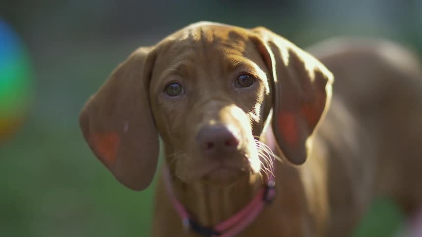 A dog standing outside lifts its head