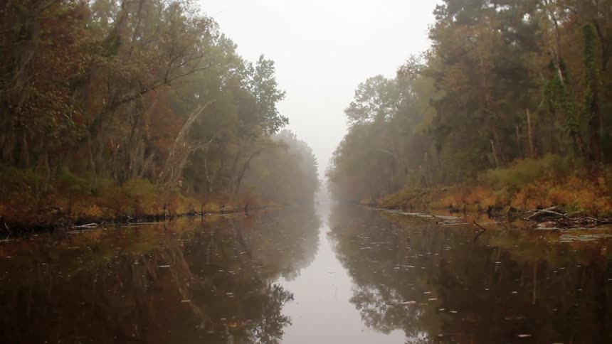 A creek is surrounded by many tall trees
