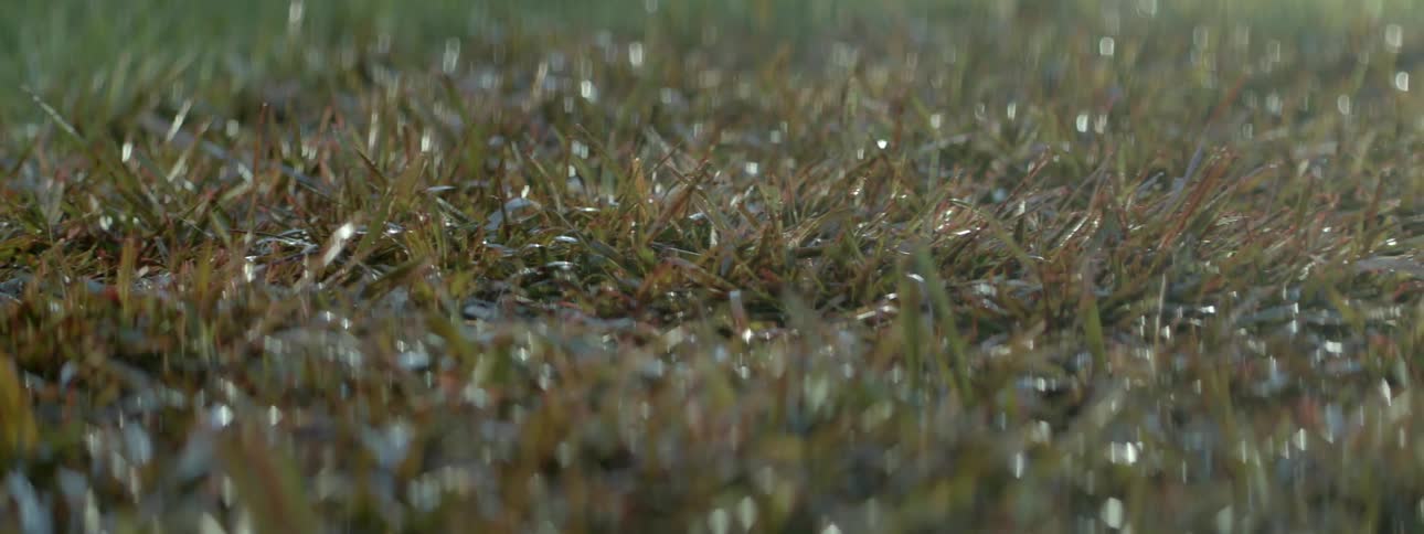 The grass is green and wet