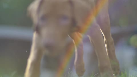 A puppy gets up and runs across some grass