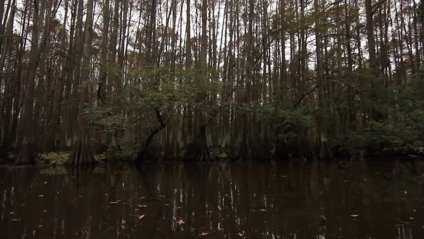The swamp is surrounded by tall trees