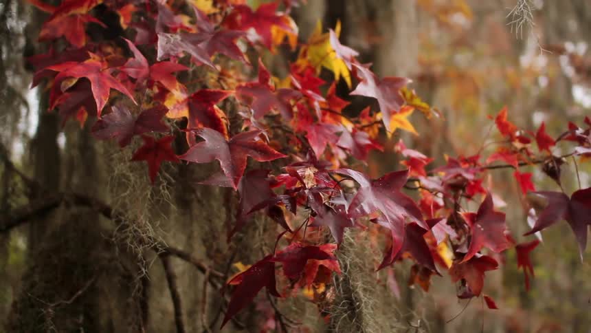 Red leaves hang from a tree