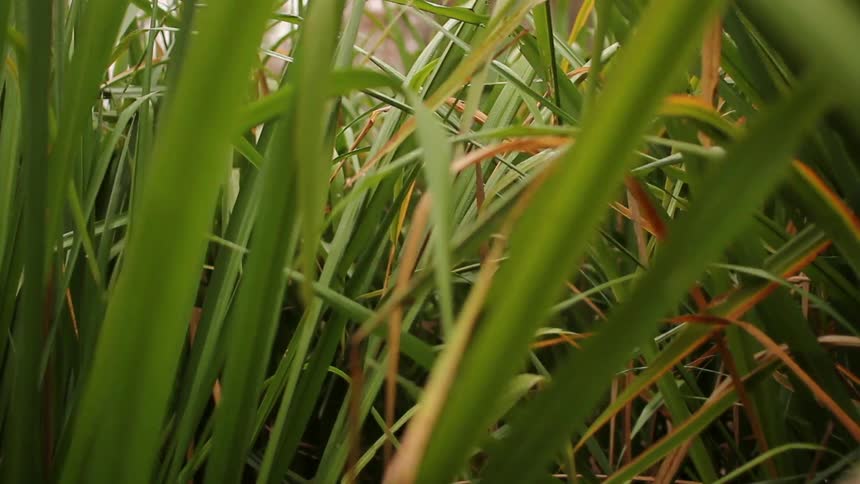 The tall grass moves apart as someone goes forward
