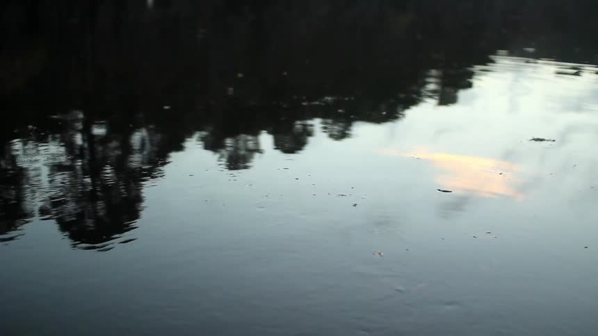 A reflection of a forest in a pond