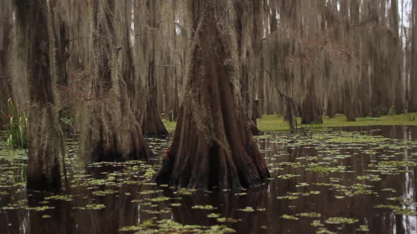 A shallow pond with trees growing in it