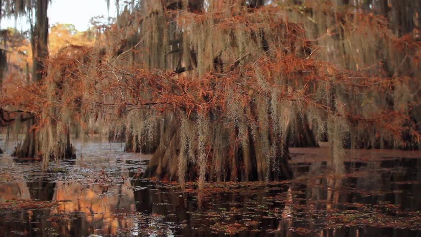 Moss hangs from a tree in a swamp