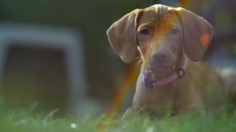 A brown dog chews on grass