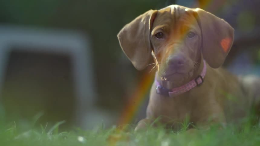 A brown dog chews on grass