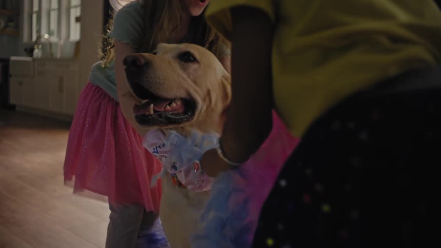 Two children decorating a golden retriever with an accessory