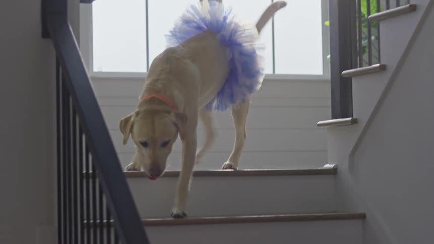 A dog wearing a tutu walks down the stairs