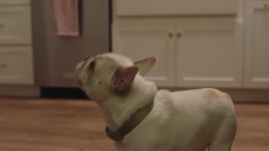 A pug dog jumps up in the kitchen to eat a treat from a persons hand