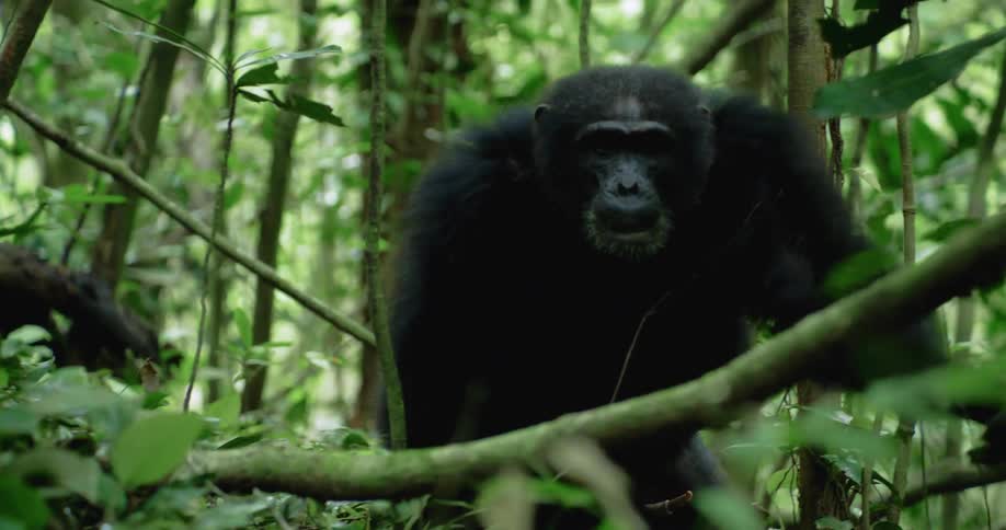A chimpanzee climbs over the branches in the forest