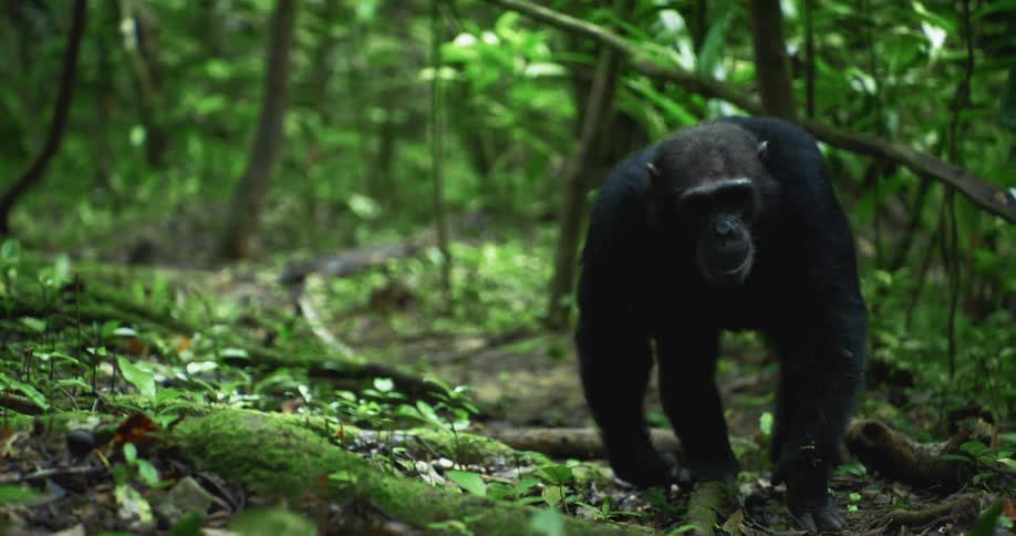 Chimpanzee walks through the jungle touching the ground with its hands