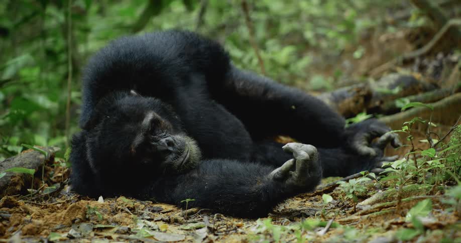 A chimpanzee rests on the forest floor