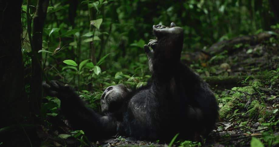 A chimpanzee rests on the forest floor its legs raised