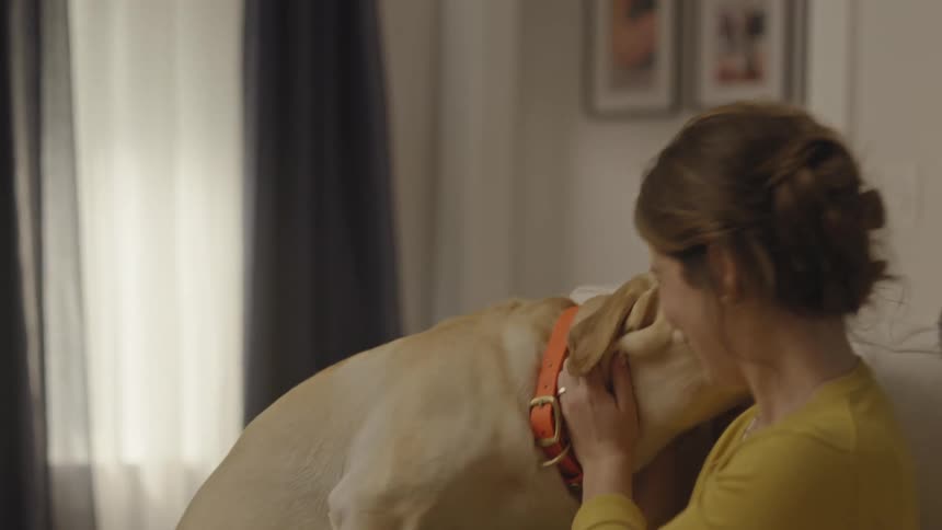 A woman in a yellow shirt is sitting on her laptop while a dog is next to her and then the dog jumps on top of her and she starts petting it