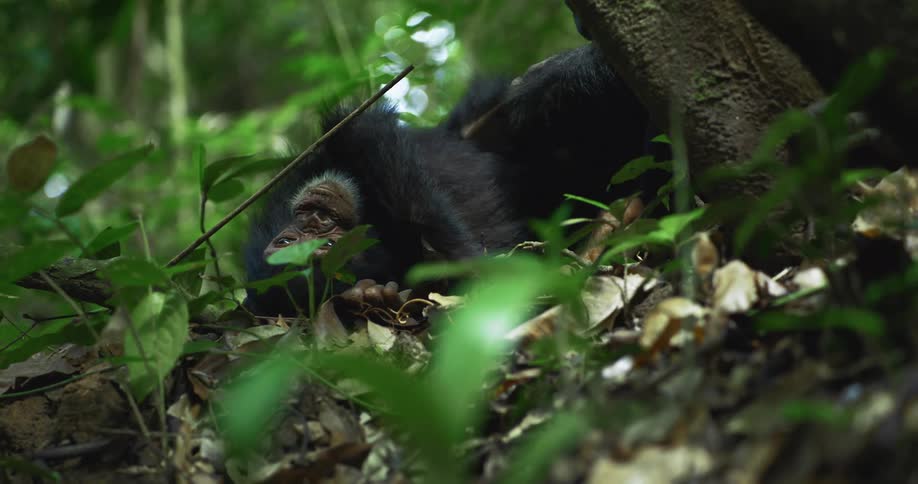 A chimpanzee is resting on the jungle floor looking up
