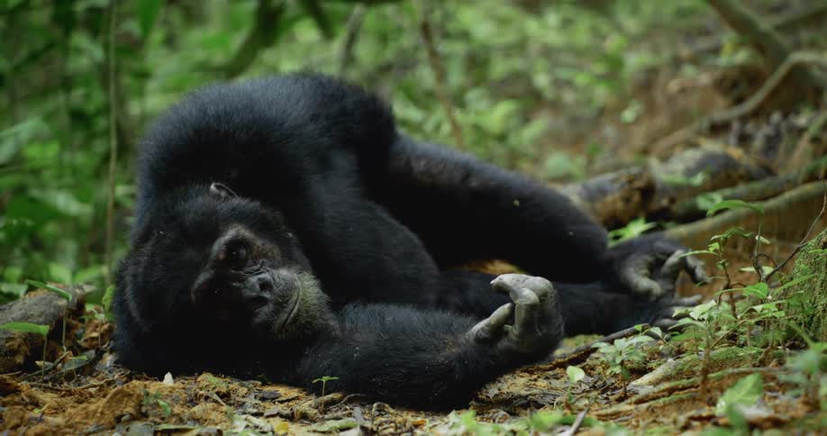 Chimpanzee rests on its side on the forest floor