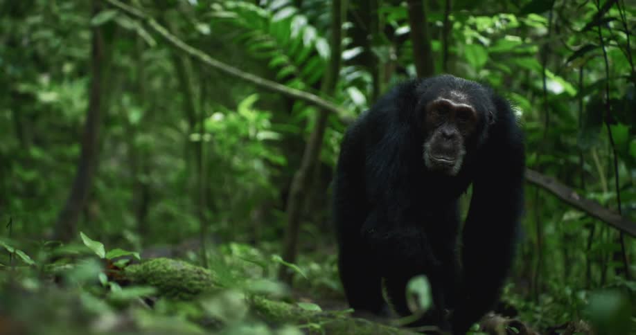Chimpanzee walks among trees and vegetation in the jungle