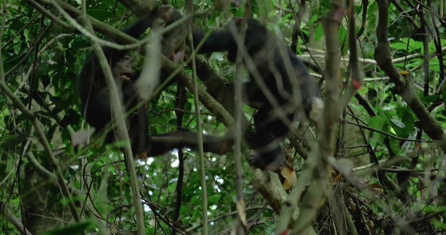 Two chimpanzees climbing trees in the jungle