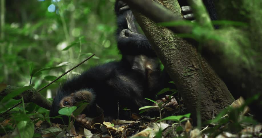 A mother chimpanzee grooms and cleans the fur of her baby in the jungle