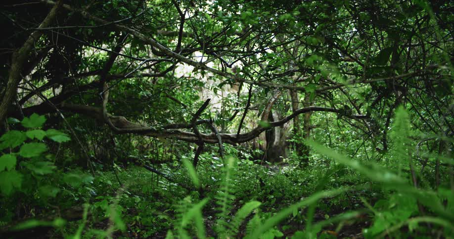 A shot of a jungle