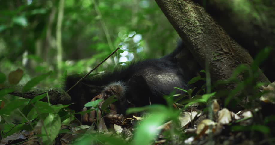 A chimpanzee is laying on its back in the jungle