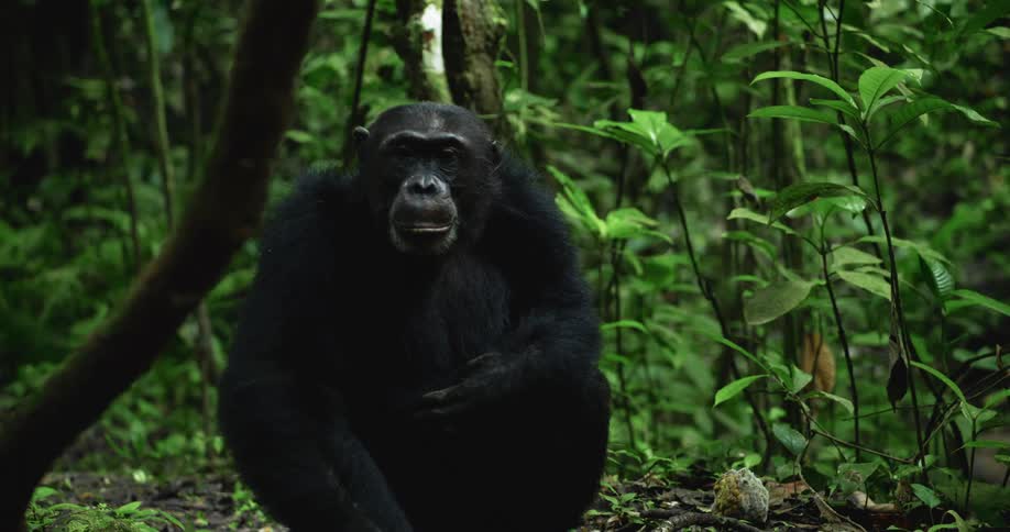 A chimpanzee sits on the ground in the forest