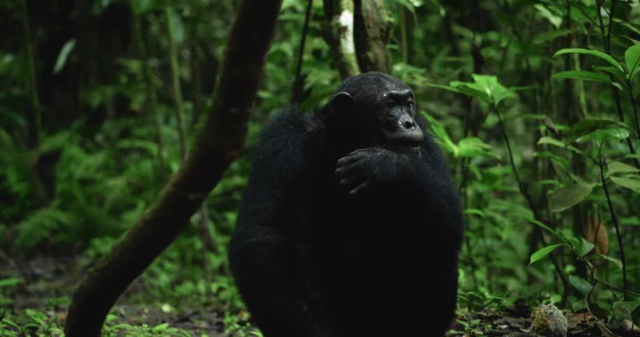 Chimpanzee standing in the jungle holding up its hand to its face