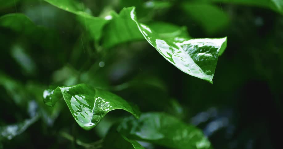 Tropical plants sway as raindrops fall upon the leaves