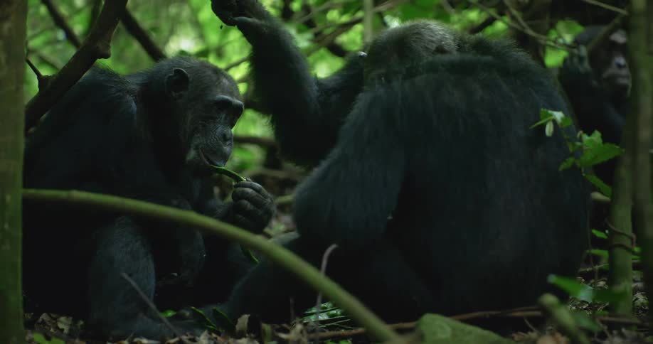 A group of chimpanzees sit together on the forest floor