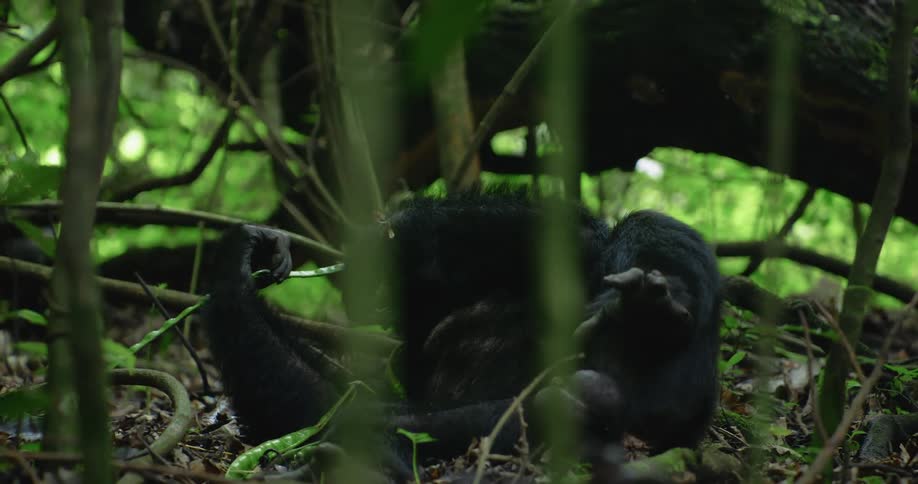 A chimp lays on the jungle floor fidgeting with vegetation