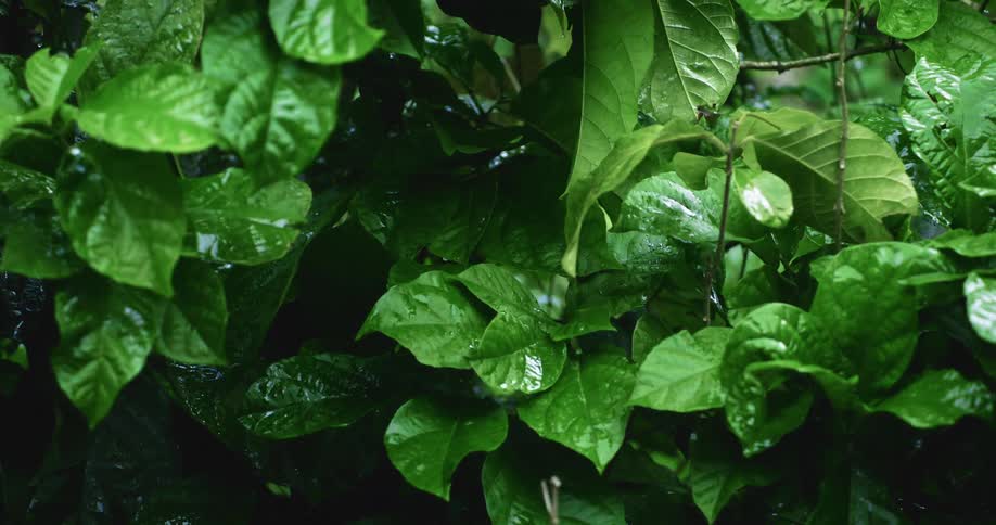 Rain falls on the leaves of plants in the rainforest