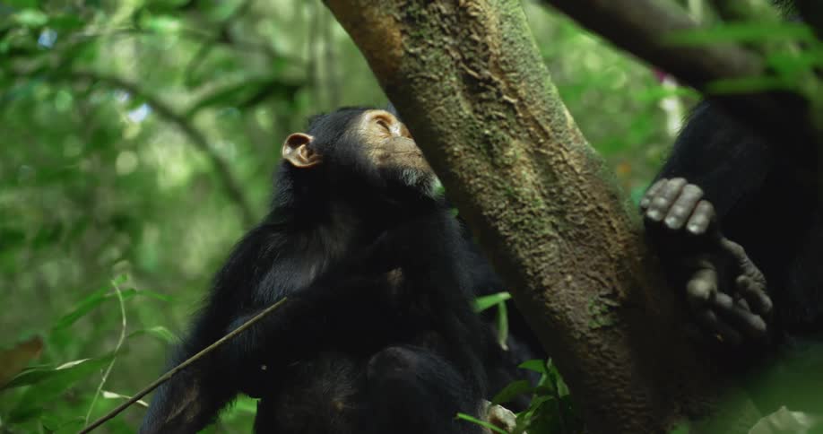 Chimpanzees sitting in a tree in the jungle looking around
