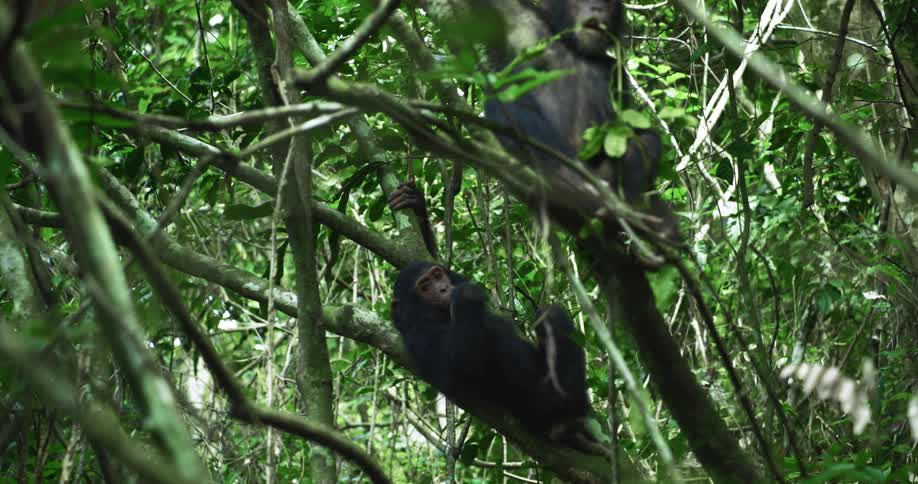 Chimpanzees hang from the tree and eat leaves