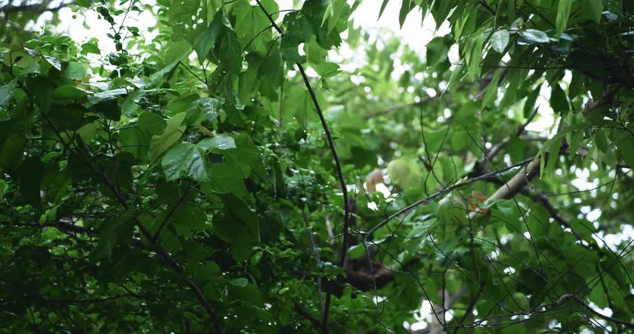 Trees and vegetation move in the breeze as rain falls in a rainforest