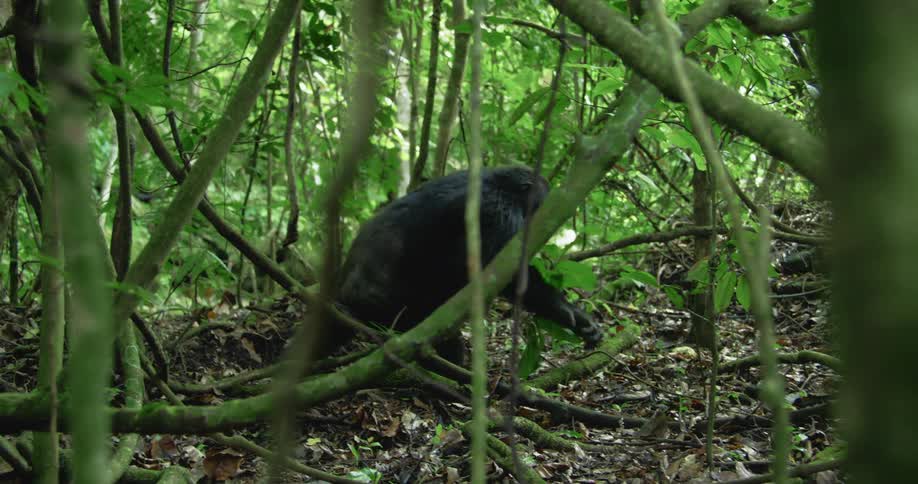 Chimpanzees walking among trees and vegetation in the jungle