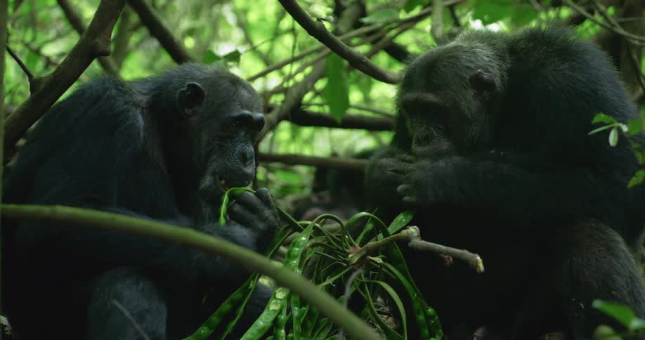 Two chimpanzees sitting together on the forest floor eat plants