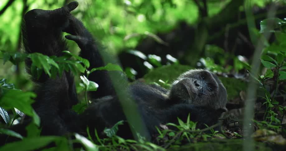 A chimpanzee lying on the forest ground relaxing