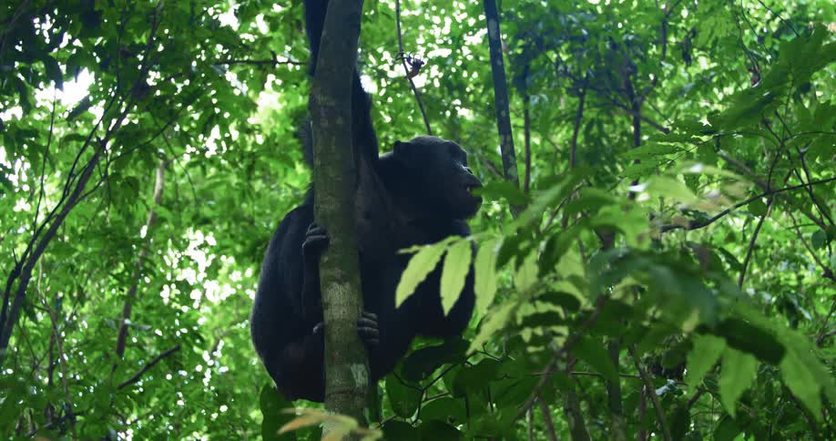Chimpanzee climbing a tree in the jungle stops and then climbs higher