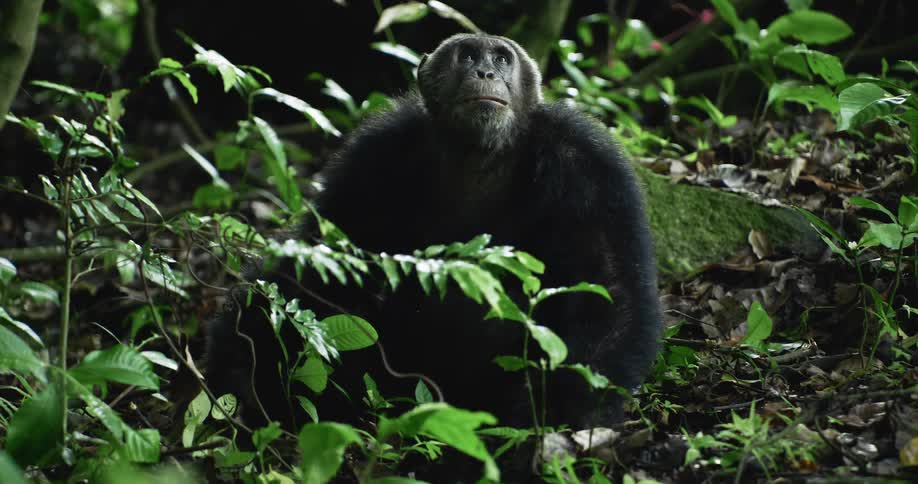 A chimpanzee sits on the ground in the green forest