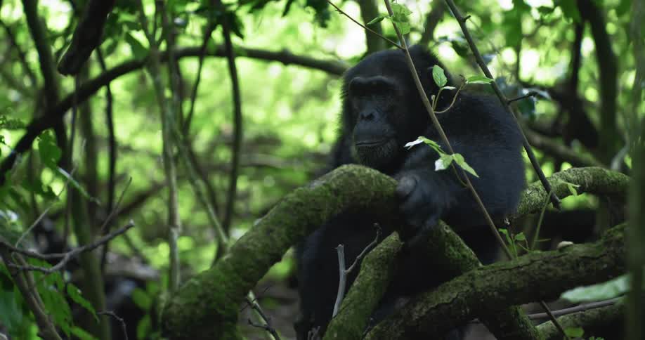 A chimpanzee is sitting on a mosscovered tree branch in a dense green forest surrounded by foliage and vines