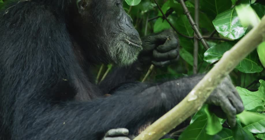 A chimpanzee and its baby eating plants in the forest