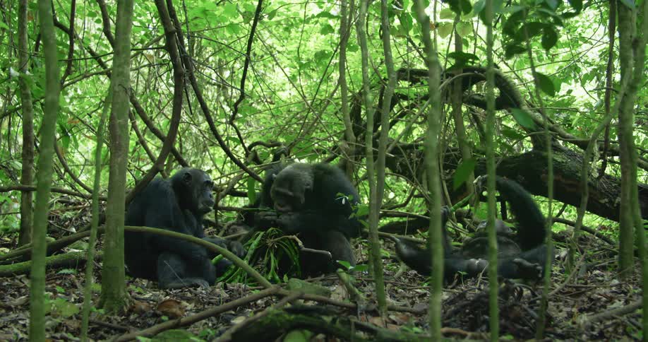 Three chimpanzees sitting in the jungle eating plants