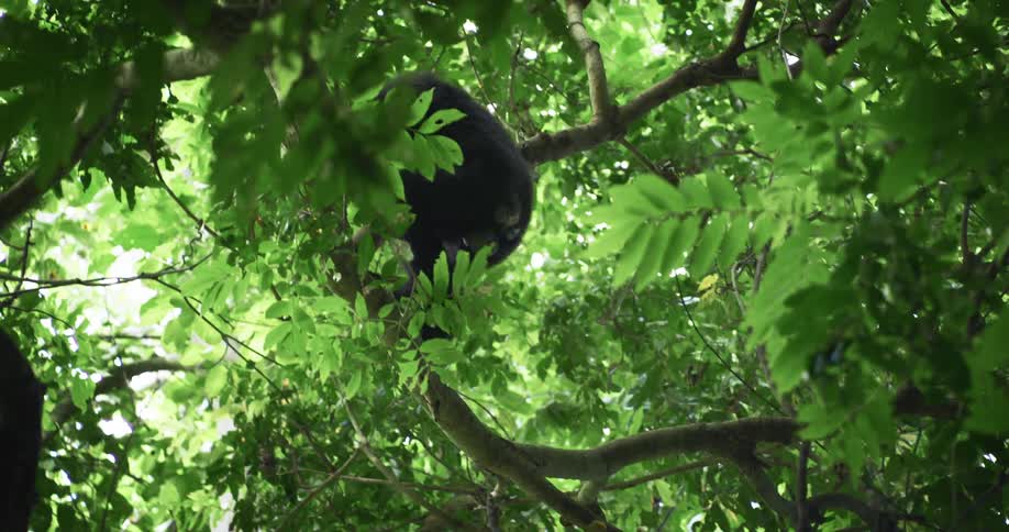 Chimpanzee eating fruit as it climbs a tree in the jungle