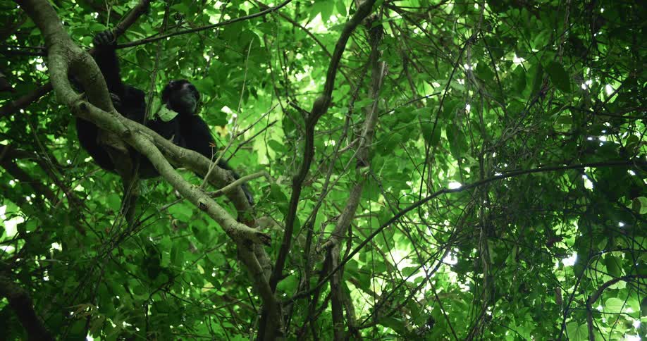 A chimpanzee sits comfortably amidst the verdant foliage of a towering tree within the lush green forest
