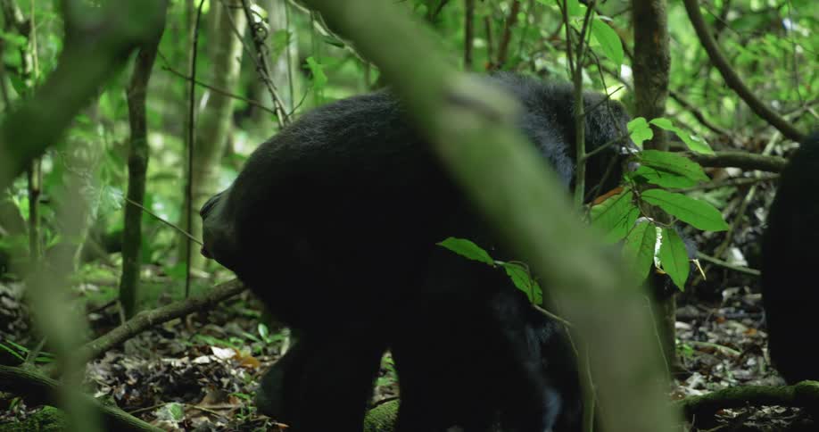 A chimpanzee walks through a dense forest and sits with other chimpanzees