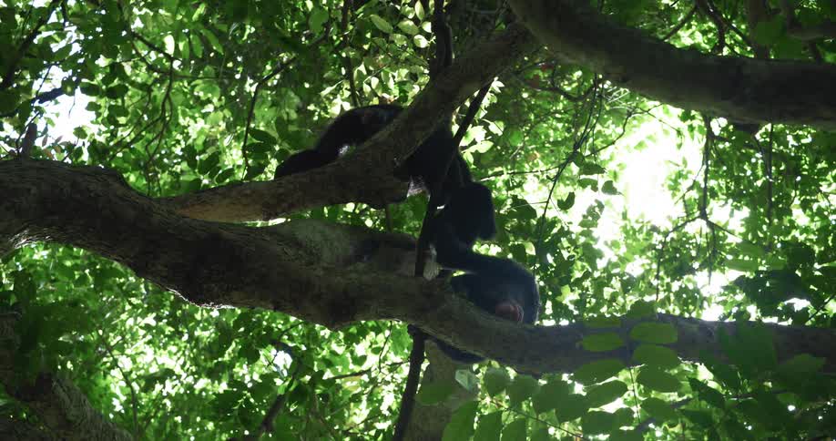A mother chimpanzee and her baby nestled in the branches of a tall tree in a lush green forest another chimpanzee sits on a lower branch observing the mother and baby