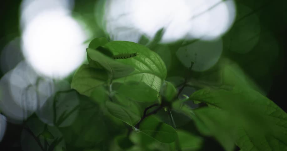 Some leaves in the wind
