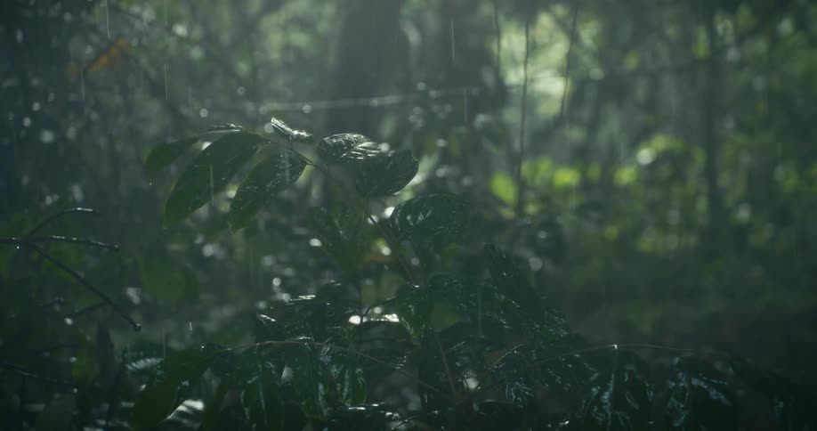 Plants in the rainforest move as rain falls upon them